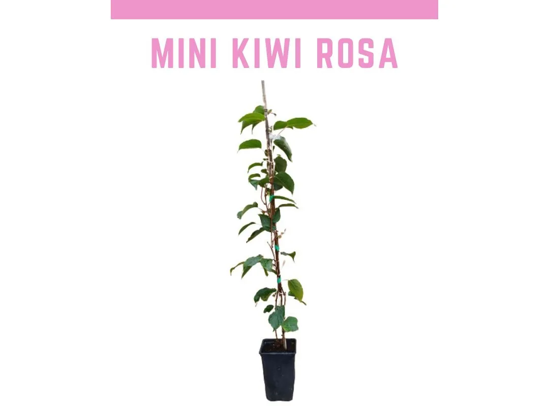 Venda online de planta Baby kiwi rosa vaso 2L, actinidia arguta