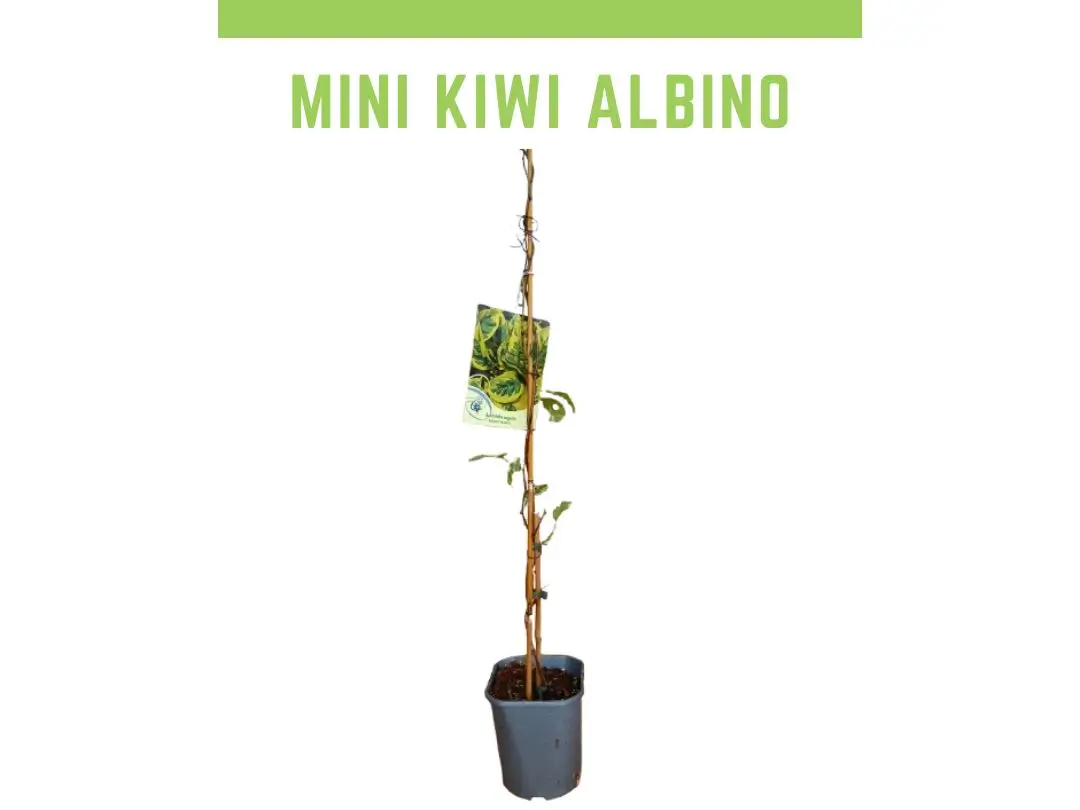 Mini kiwi albino Hokey pokey