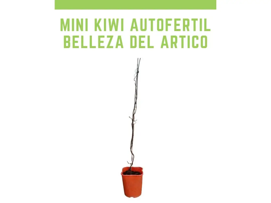 mini kiwi Dr Szymanowski (Actinidia kolomikta) Belleza del rtico