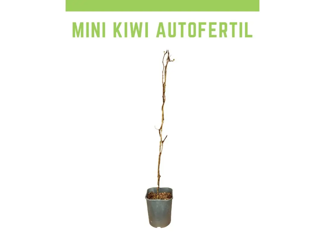 Venta online Planta kiwiberry Vitikiwi maceta 1,5L