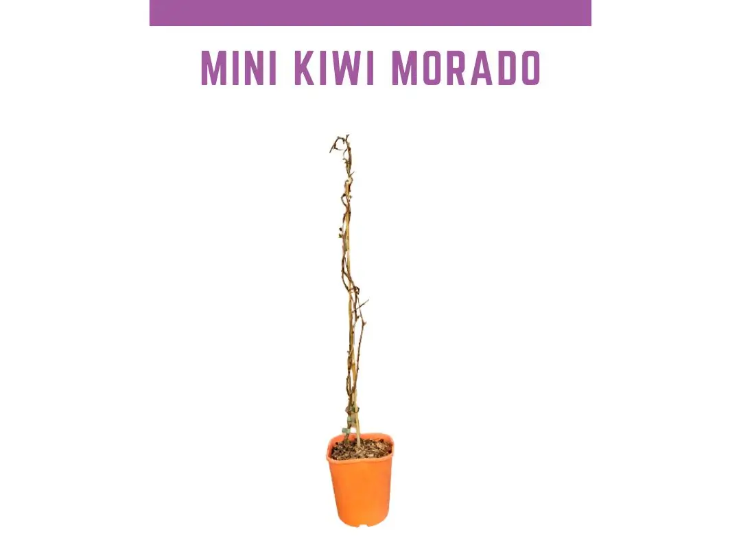Venta online de Planta kiwio morado Ken`s Red maceta 1,5L