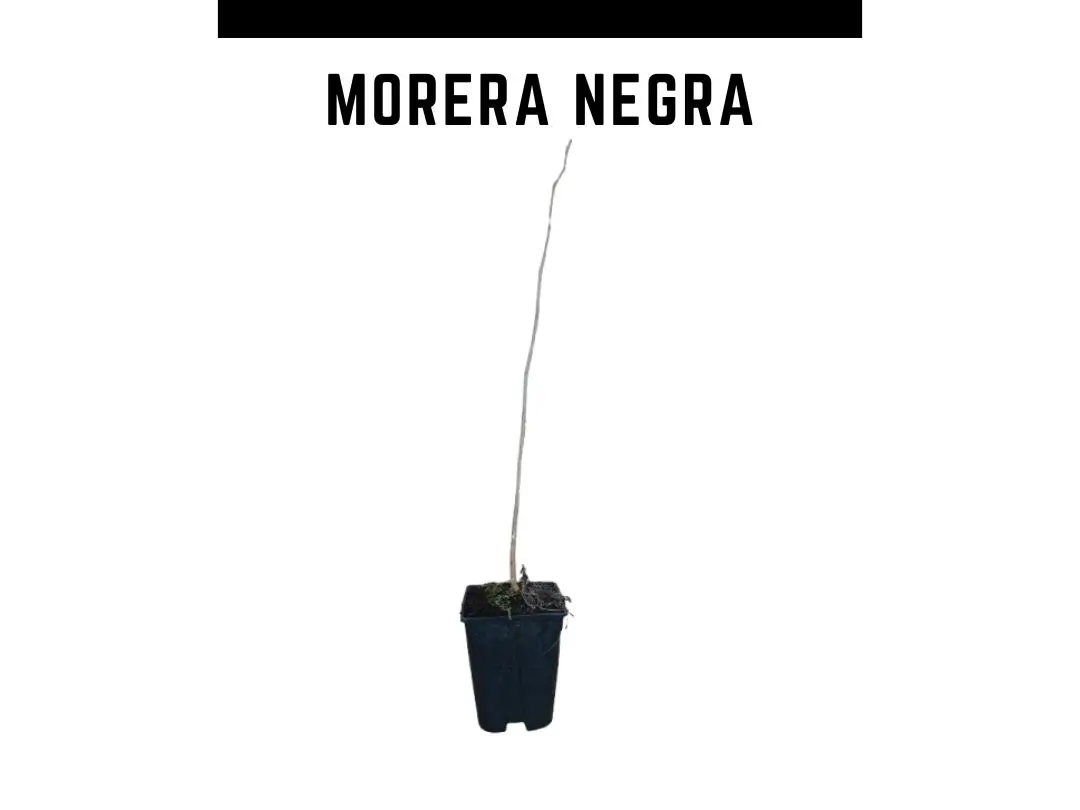 Planta de amoreira preta vaso 2L