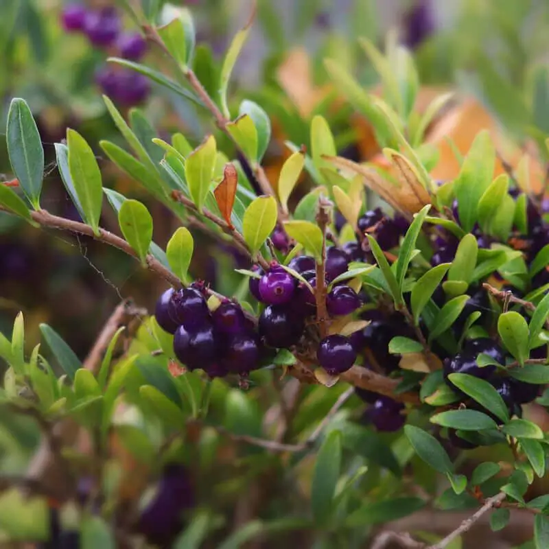 Madreselva arbustiva Twiggy Lonicera nitida