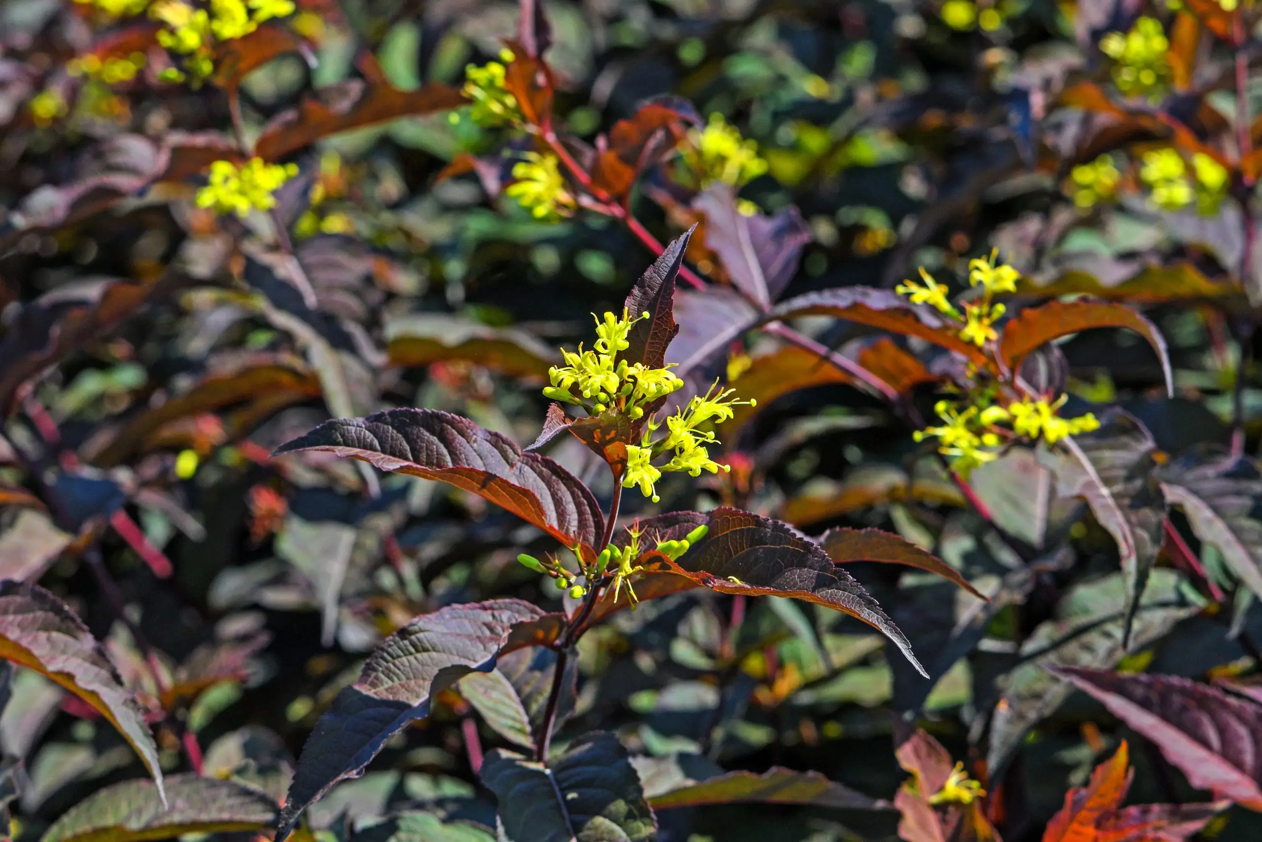 Madreselva arbustiva p�rpura Diva Diervilla splendens