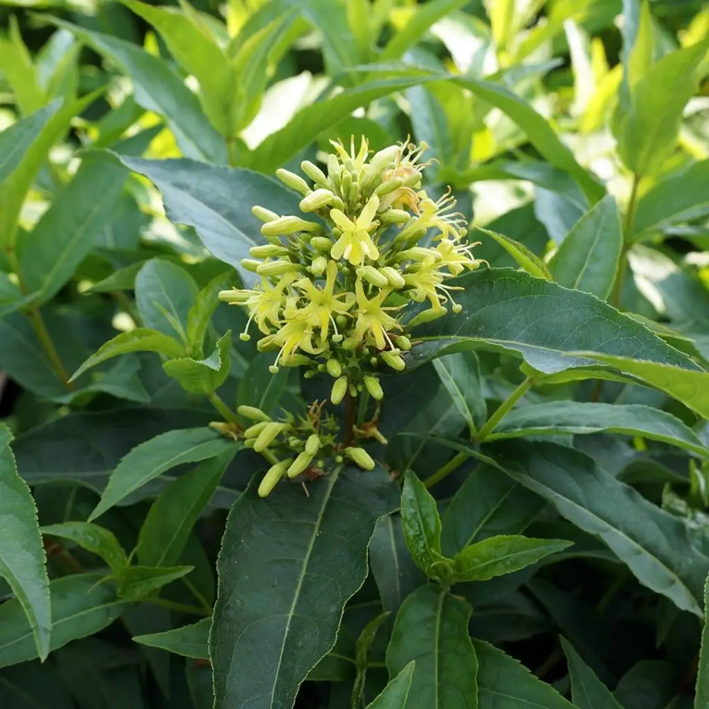 Madreselva arbustiva sure�a Diervilla sessilifolia