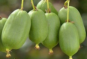 Venta online de plantas de mini kiwi issai