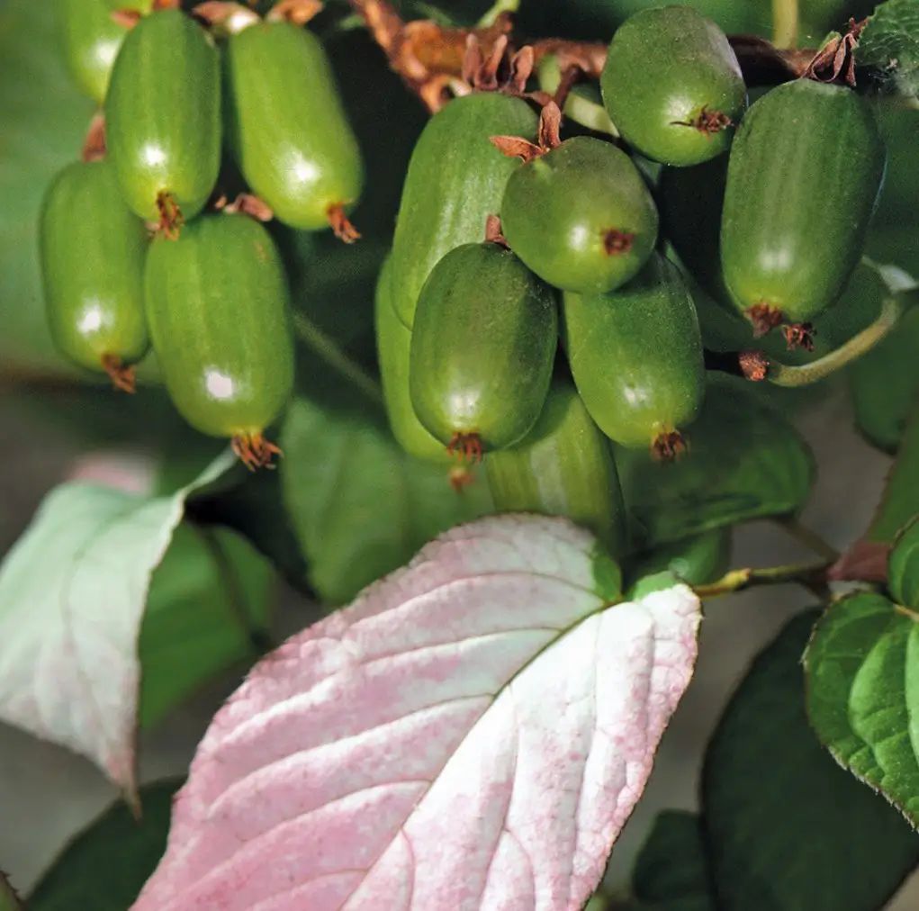 Planta Belleza del Ártico Actinidia kolomikta mini kiwi autofertil