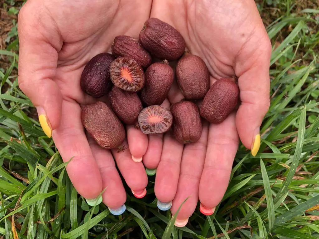 Venta online de plantas de mini kiwi rojo scarlet september