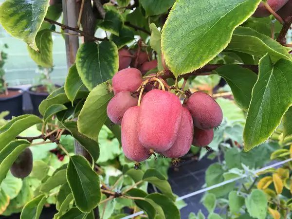 Planta de mini kiwi kiwiño rosa, Actinidia arguta