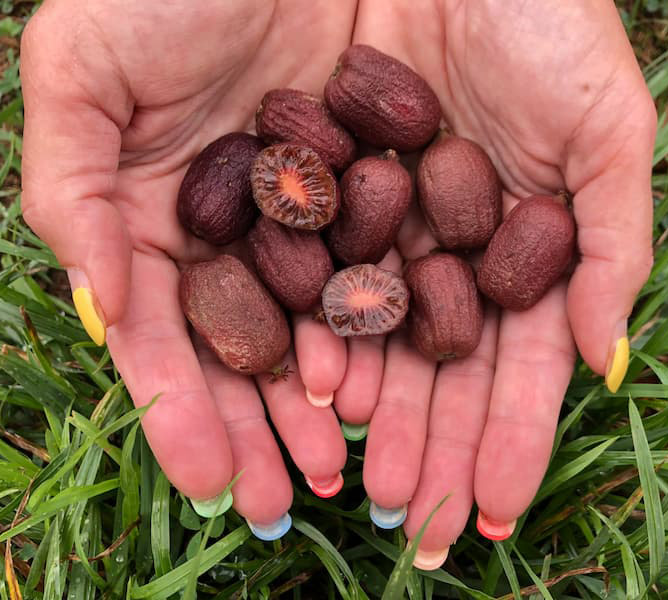 Venta online de mini kiwis ecolgicos