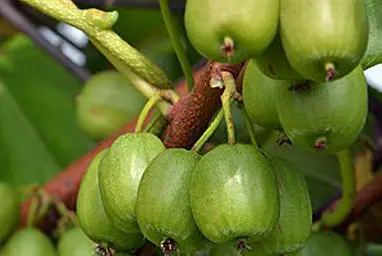 Venta online de plantas de mini kiwi VITIKIWI