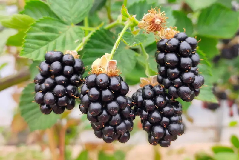 Planta de Mora Tay Rubus fruticosus