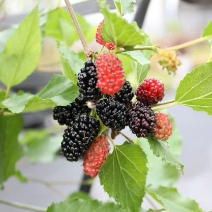 amoreira an Mojo Berry Morus rotundiloba