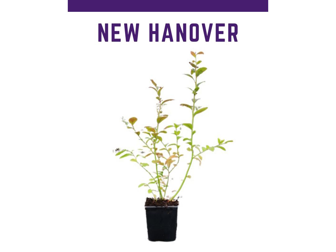 Planta de arndano New Hannover maceta de 1 L