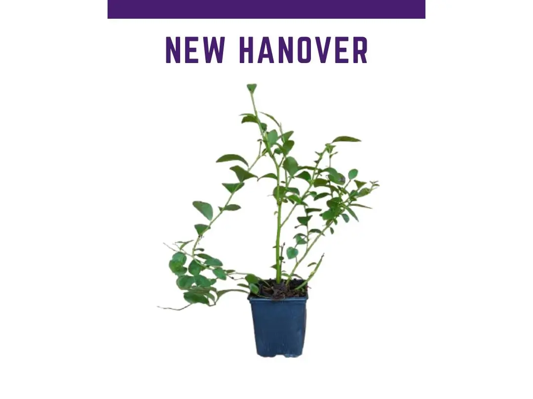Planta de arndano New Hannover maceta de 1 L