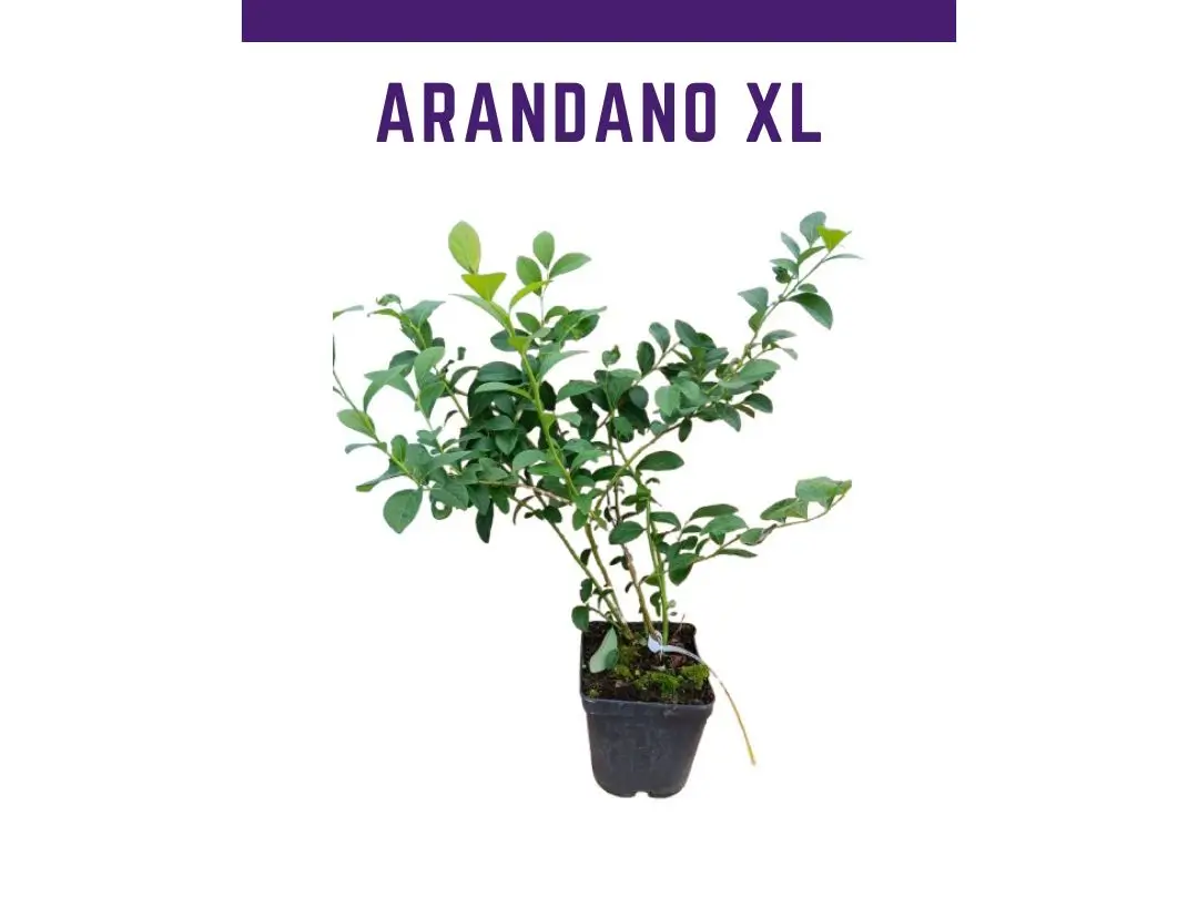 Planta de arandano New Hanover maceta 4L