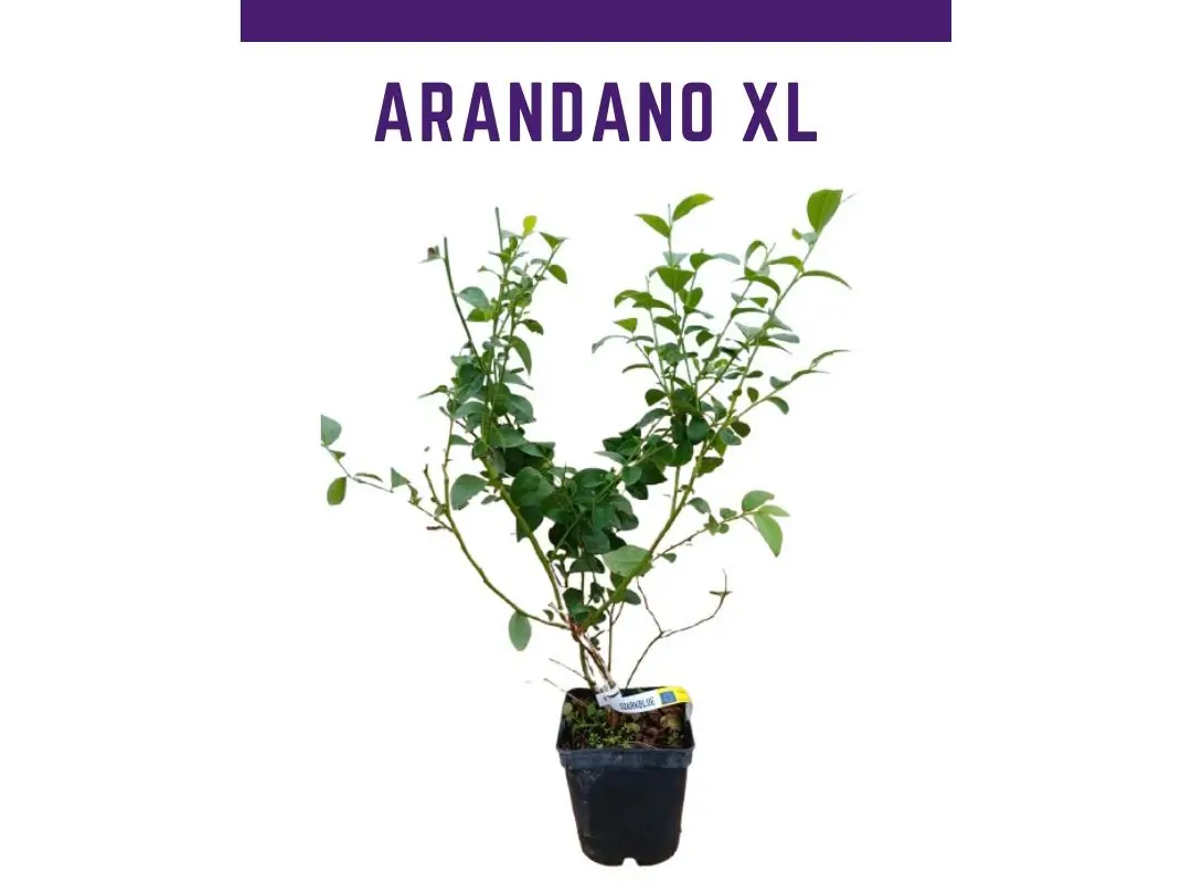 venta online de plantas de arandano ozarkblue en maceta de 4L