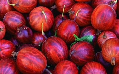 O que  a groselha espinhosa, Ribes uva-crispa