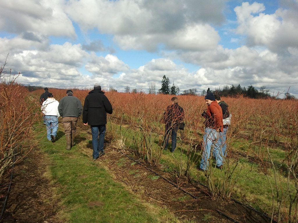 Oregon Berries