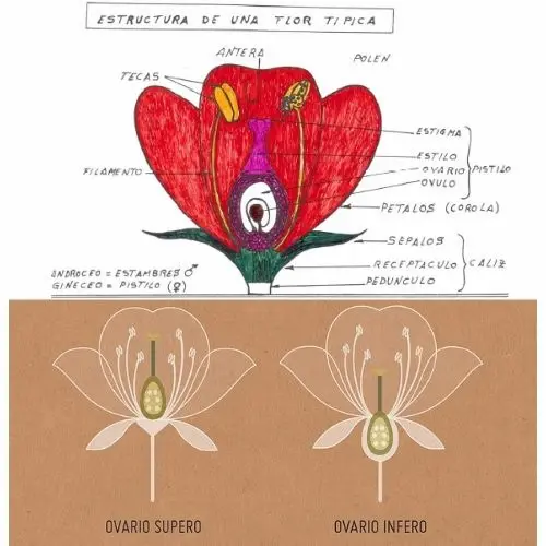 Que son las bayas, tipos de bayas y drupas segn sus flores y ovario spero e nfero