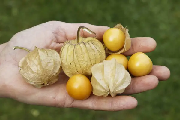 Plantas de physalis peruviana