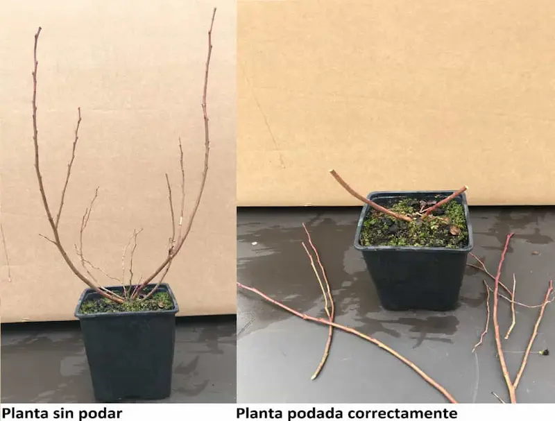 Diferencia de arndanos podado y sin podar