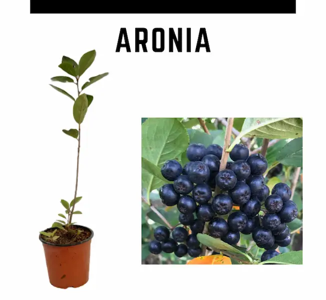 Beneficios y propiedades de la aronia