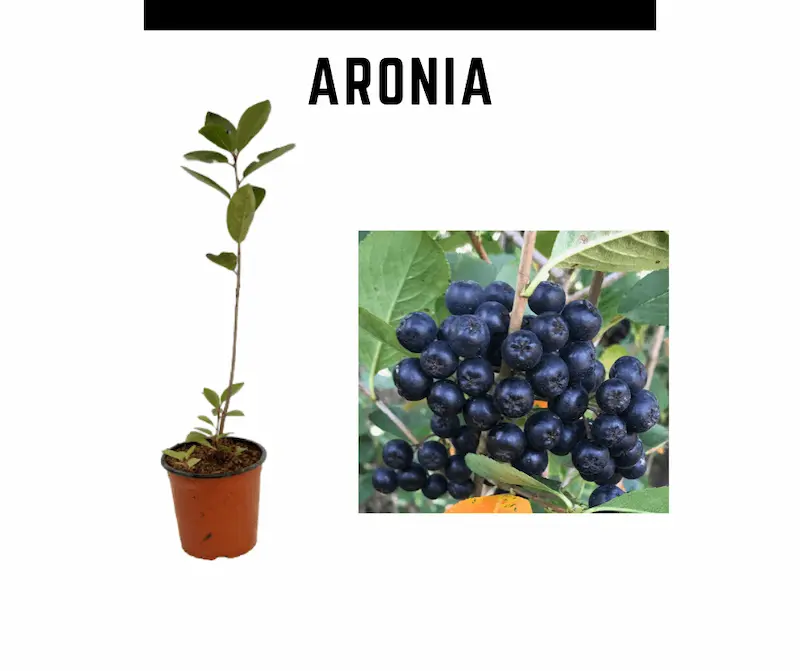 Venta online de plantas de aronia