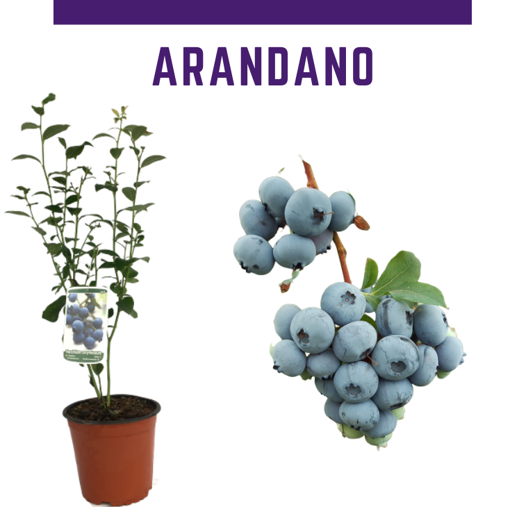 Venta online de plantas de arndano en maceta mediana