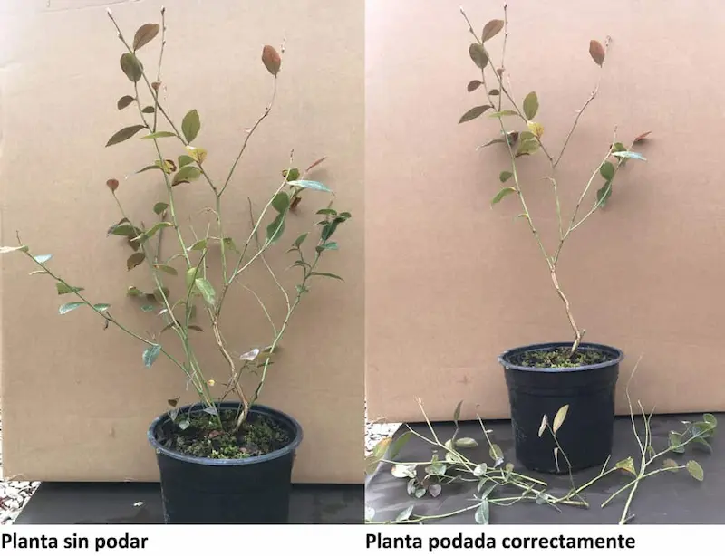 Planta adulta de arndano podada