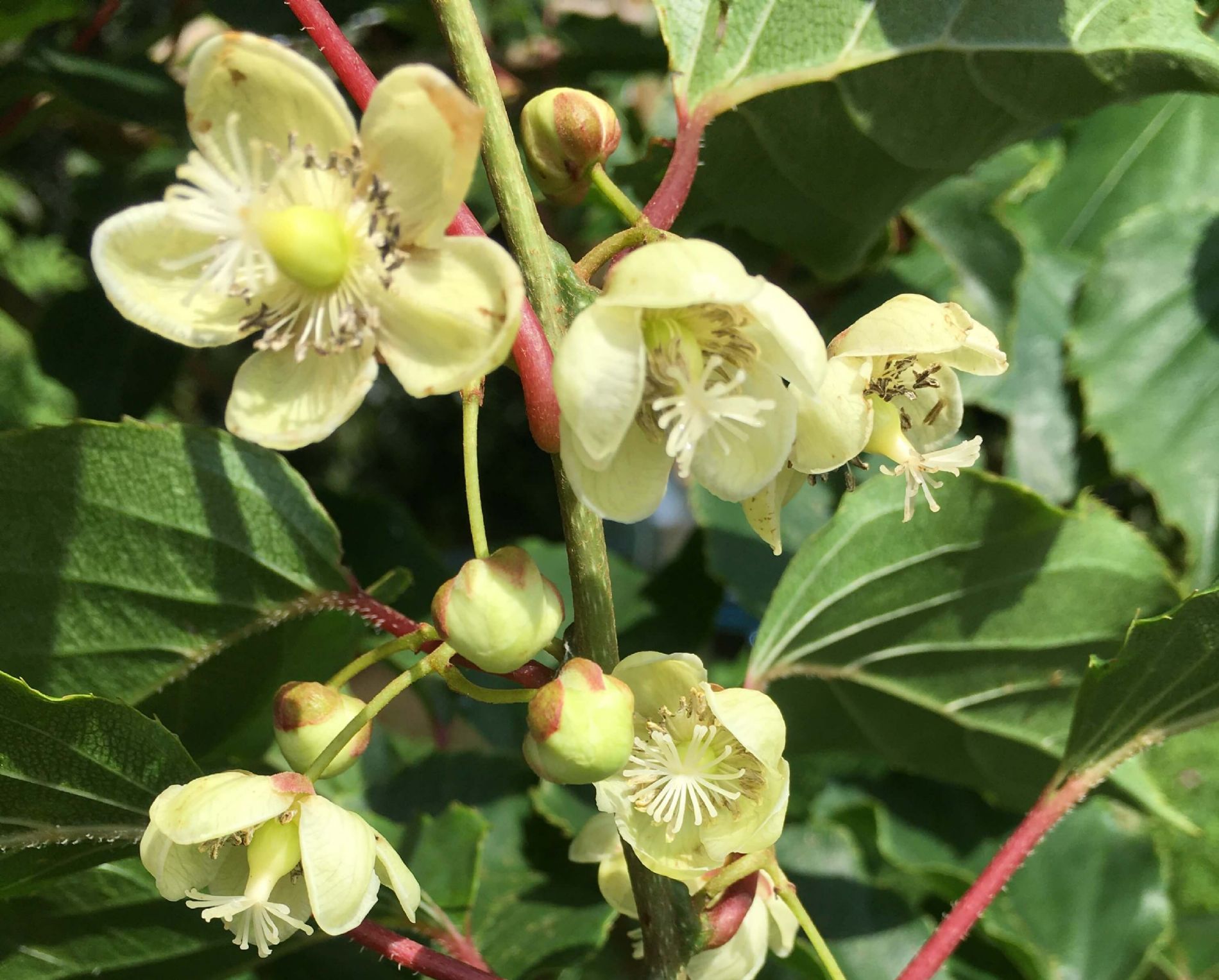 Venda online de planta Baby kiwi masculina Weiki, Actinidia arguta