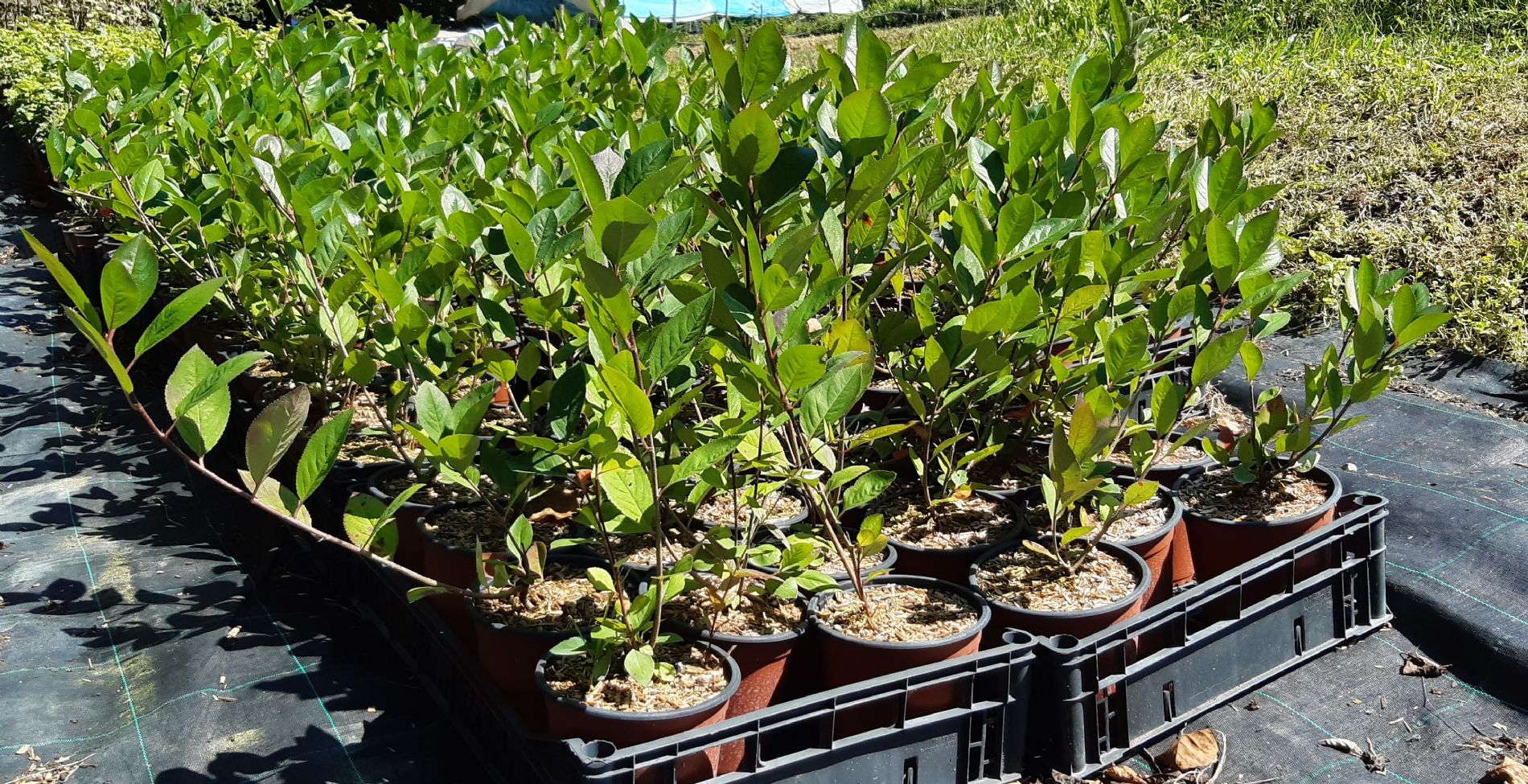 Venta online de plantas de aronia