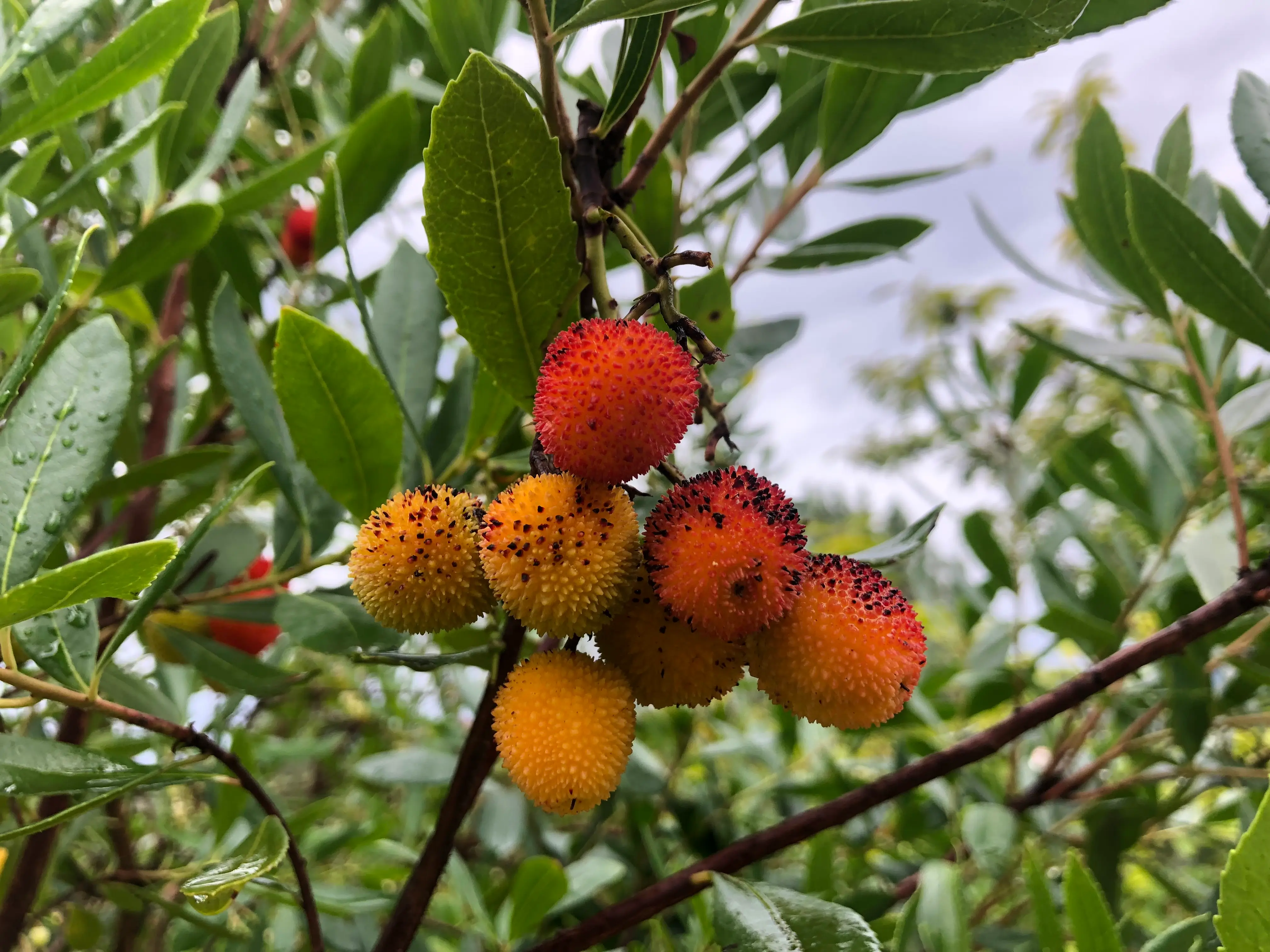Plantas de medronheiro