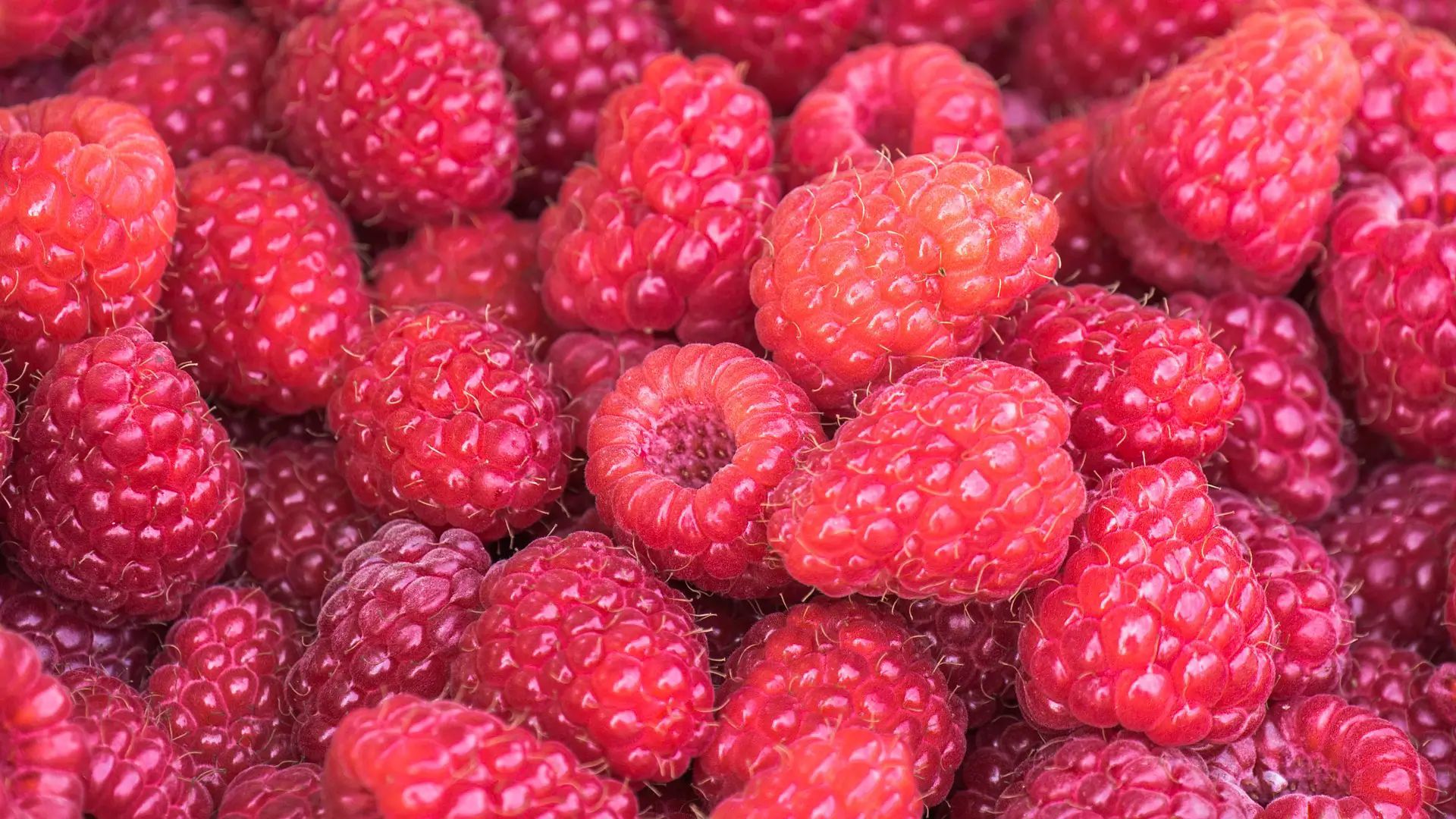 Venta online planta frambuesa Clarita, Rubus idaeus
