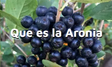 Qu es la aronia?