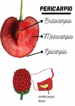 Que es una drupa y polidrupa, partes del pericarpio