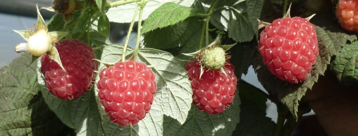 Raspberry  We produce new varieties of double harvest 