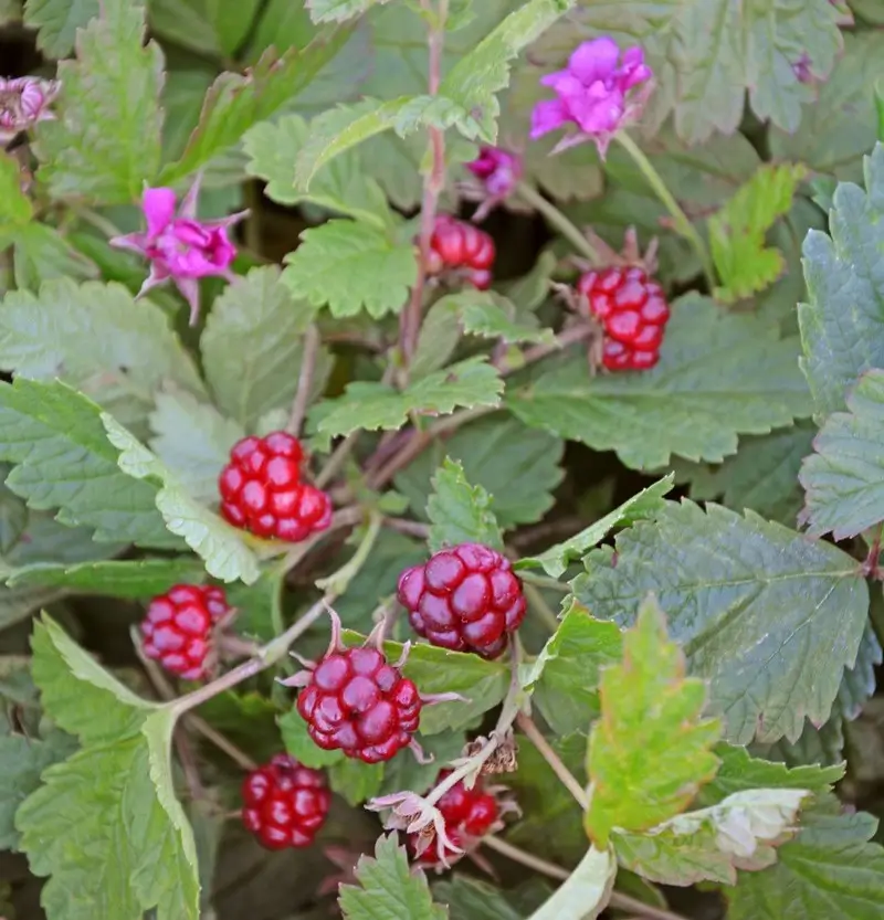Plantas de frambuesa �rtica