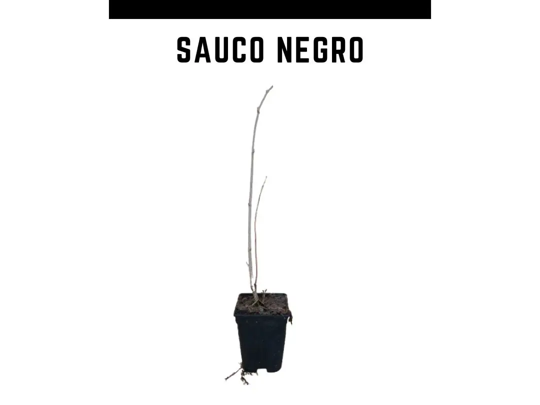 Planta de sauco negro maceta 2 L
