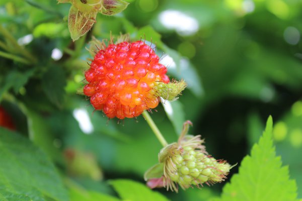 Frambuesa salmonberry pacific rose, Rubus spectabilis