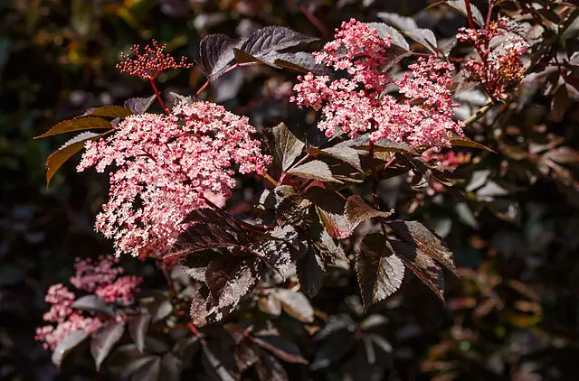 Arbol sauco negro, Sambucus nigra