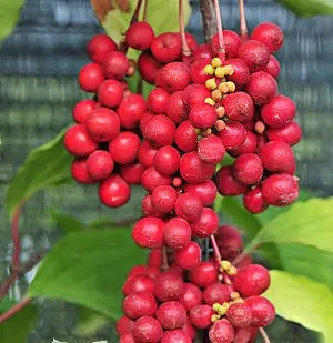 Schisandra Sadova N1, Schisandra chinensis