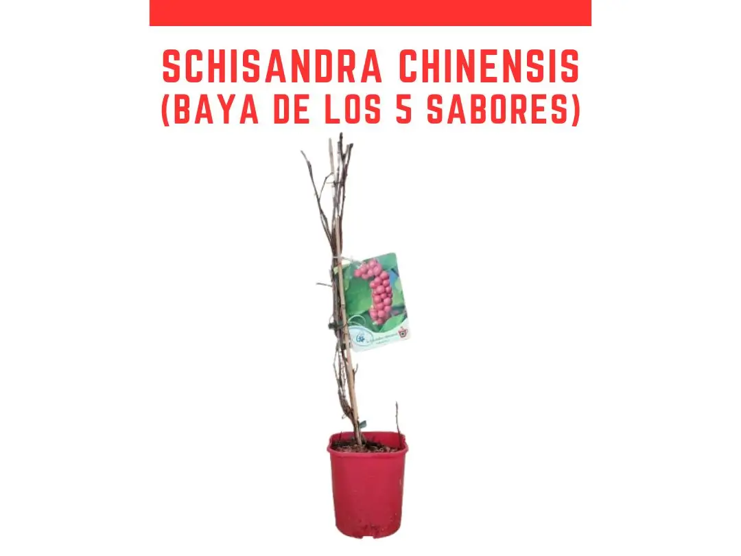 Plantas de  Schisandra Sadova N�1