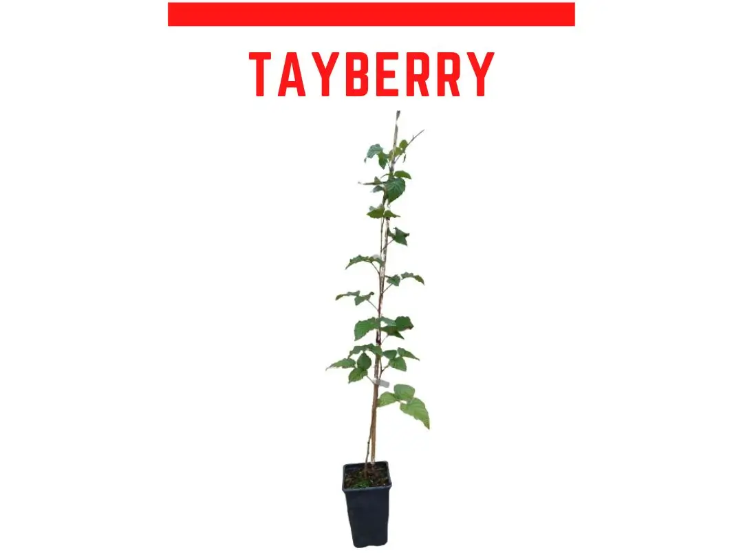 planta zarzamora frambuesa Tayberry sin espinas Buckingham