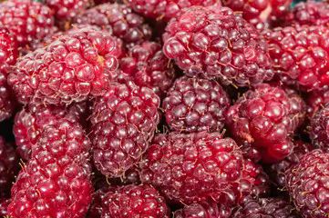 Frambuesa zarzamora tayberry Buckingham Rubus fruticosus x ideaus