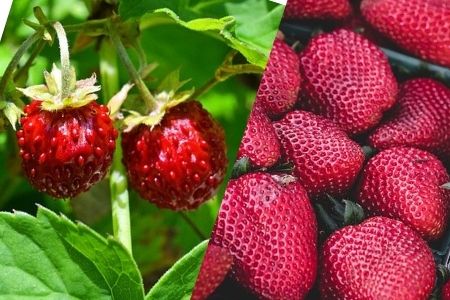 Tipos y variedades de fresas y fresas del bosque