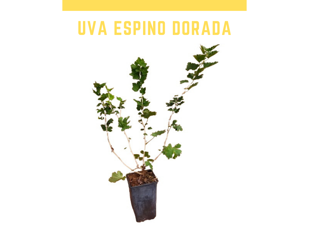 Planta uva crispa dourada vaso 1 L