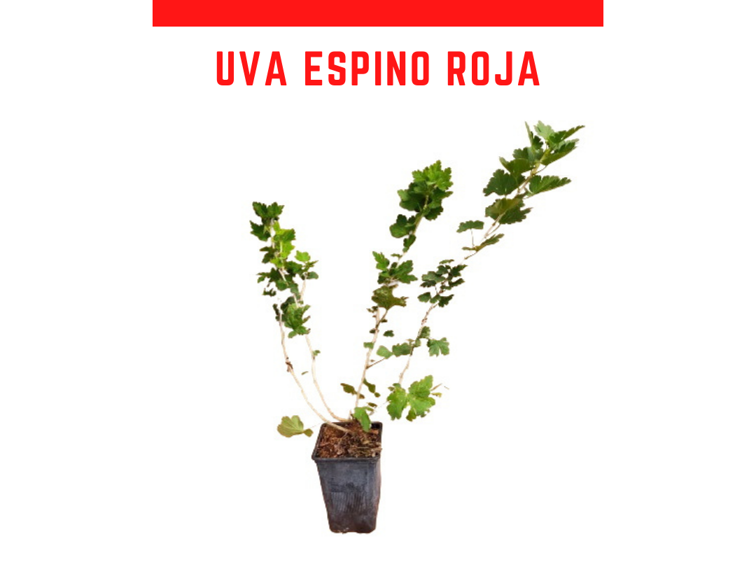 Planta uva crispa vermelha vaso 1 L