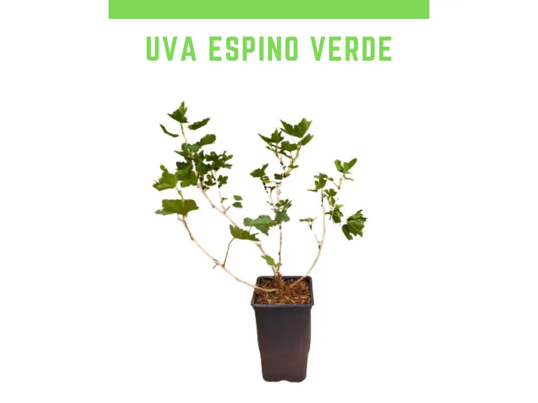 Planta uva espino verde 1 L