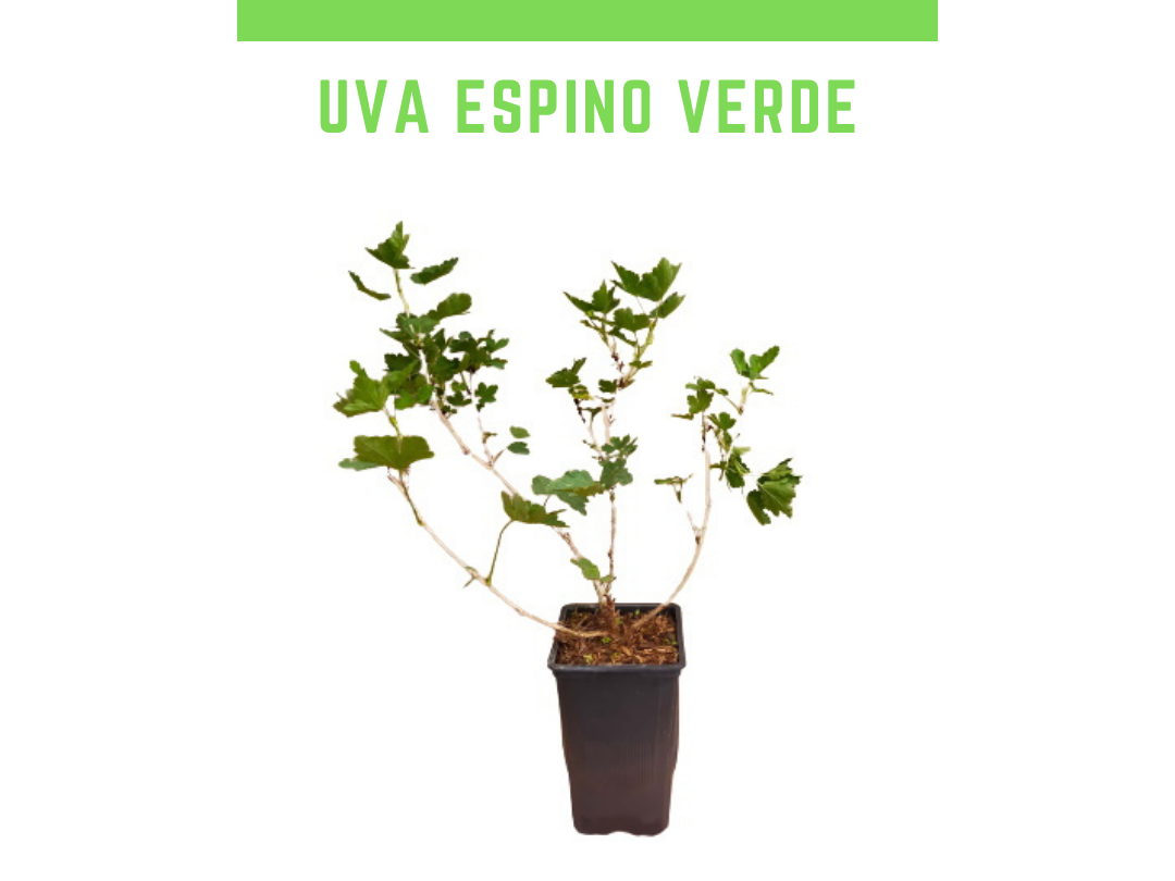 Planta uva espino verde 1,5L